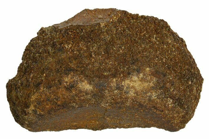 Fossil Dinosaur Vertebra Section - Judith River Formation #326431